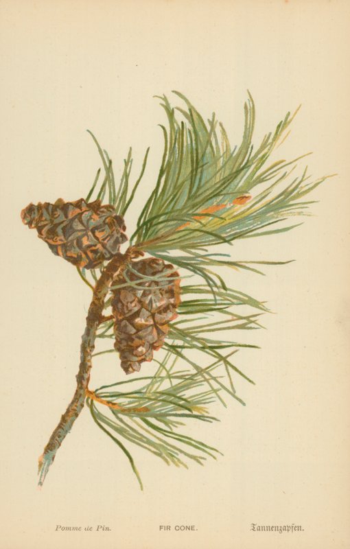 Szyszka jodły autorstwa William Henry James Boot