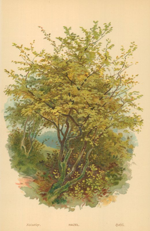 Leszczyna autorstwa William Henry James Boot