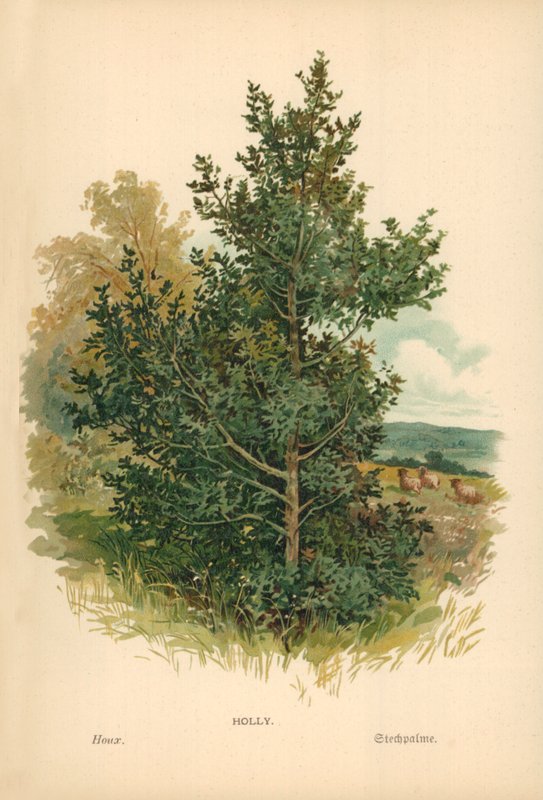 ostrokrzew autorstwa William Henry James Boot