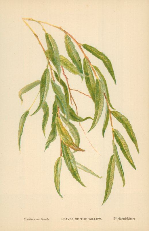 Liście wierzby autorstwa William Henry James Boot