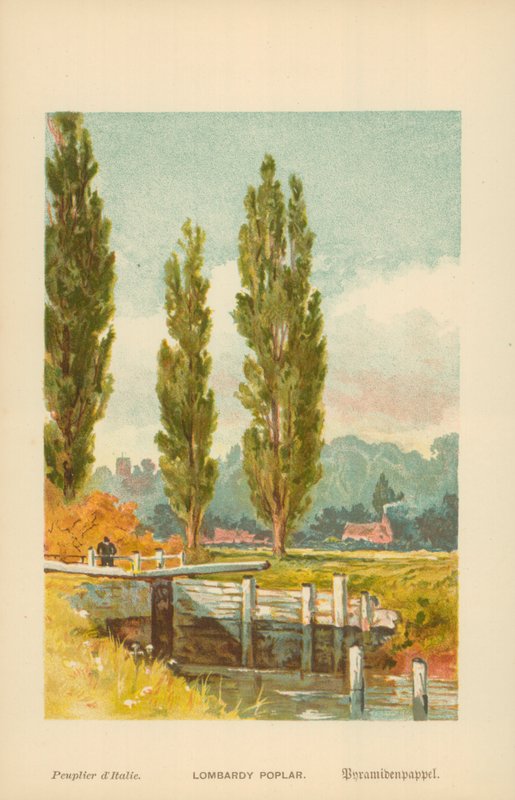 Topola włoska autorstwa William Henry James Boot