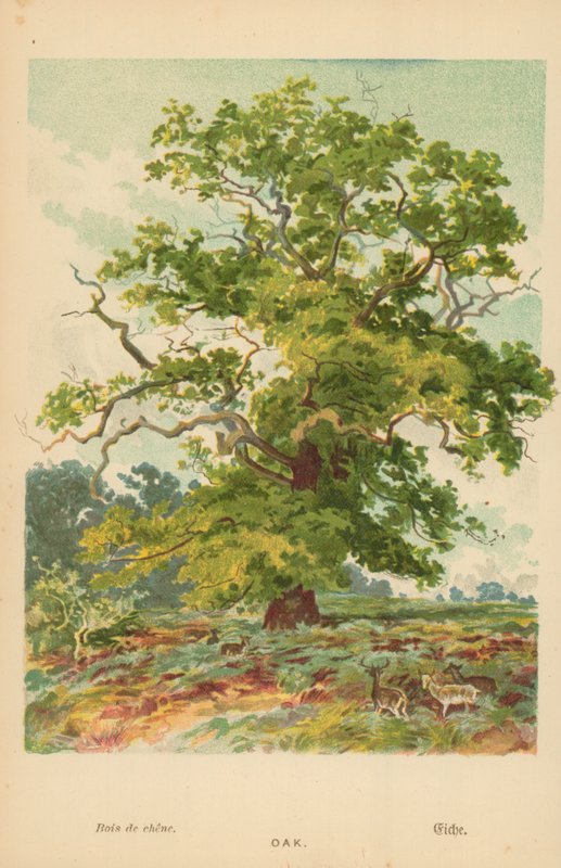 dąb autorstwa William Henry James Boot