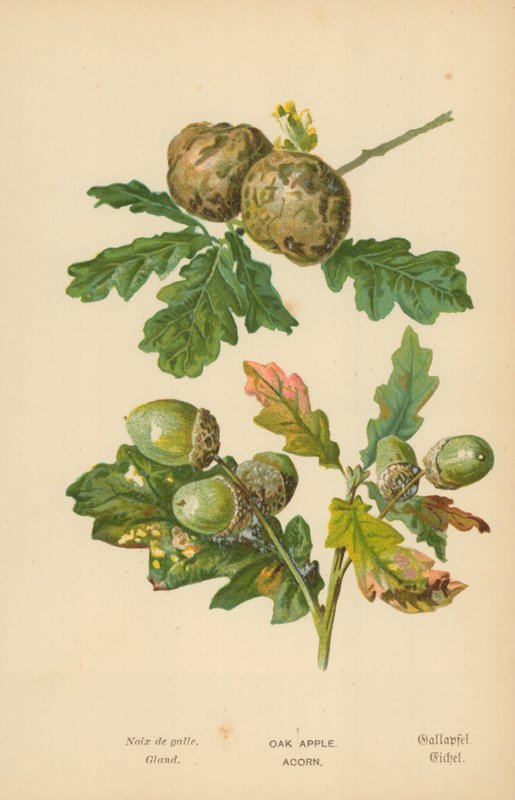 Dąb Jabłko. Acorn autorstwa William Henry James Boot