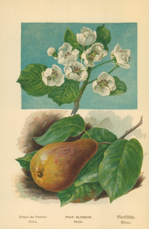 Kwiat Gruszy. Gruszka autorstwa William Henry James Boot
