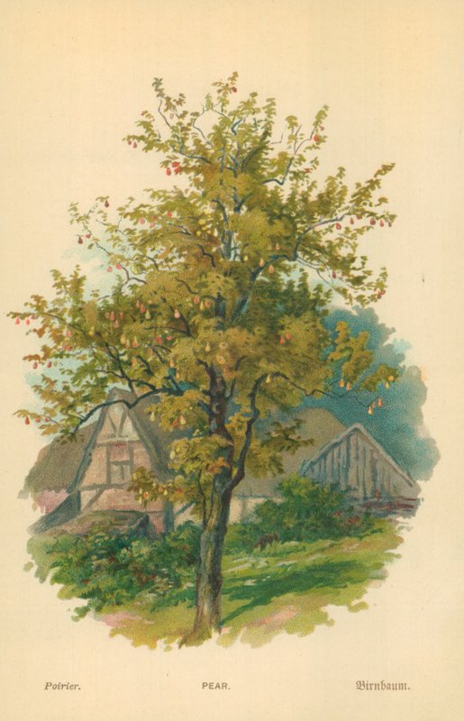 Gruszka autorstwa William Henry James Boot