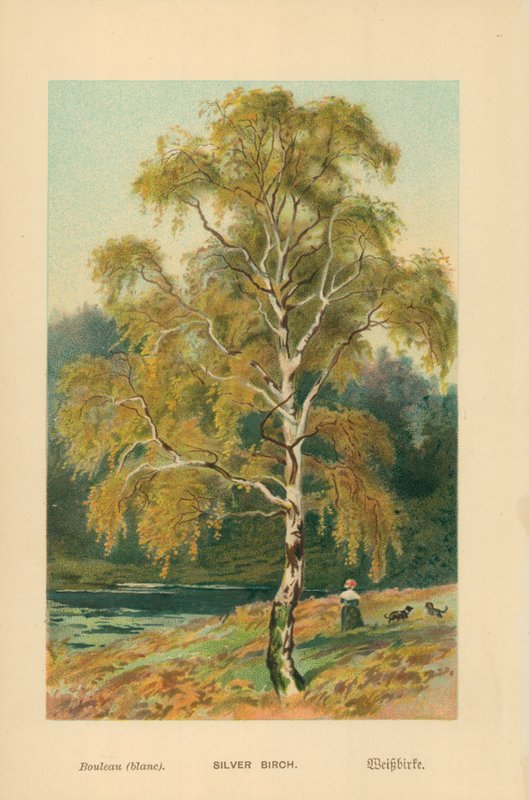 Srebrna brzoza autorstwa William Henry James Boot