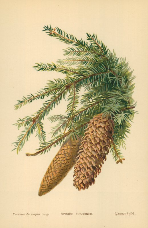 szyszki świerkowe autorstwa William Henry James Boot