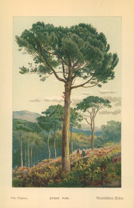 kamienna sosna autorstwa William Henry James Boot