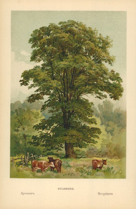 Sycamore autorstwa William Henry James Boot