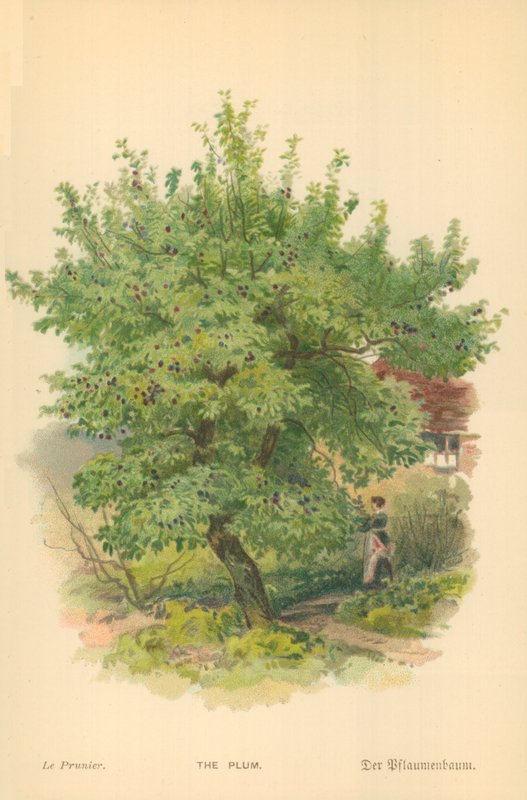 Śliwka autorstwa William Henry James Boot