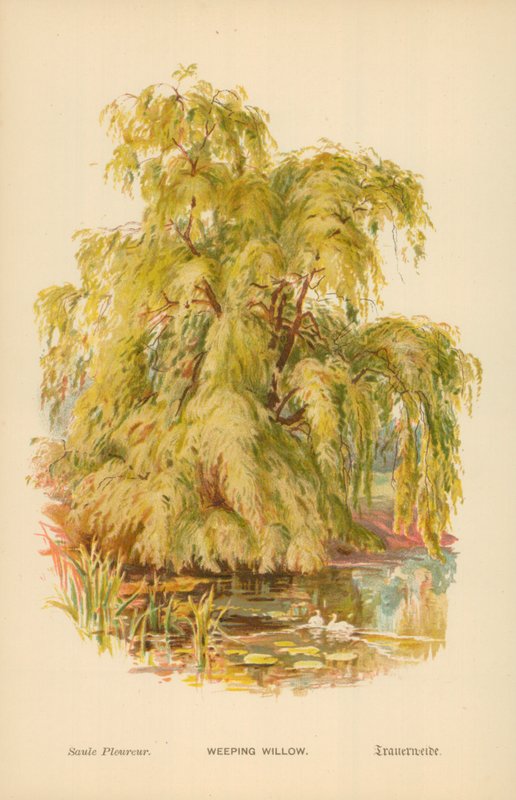 Płacząca wierzba autorstwa William Henry James Boot