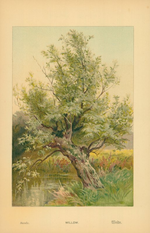 Wierzba autorstwa William Henry James Boot