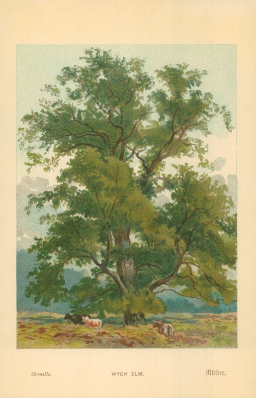 Wych Elm autorstwa William Henry James Boot