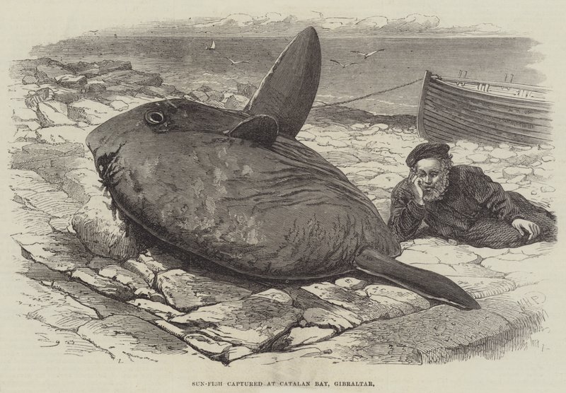 Sun-Fish schwytany w Zatoce Katalońskiej na Gibraltarze autorstwa William Henry Pike