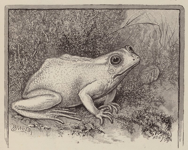 Żaba albinos (rycina) autorstwa William James Webbe