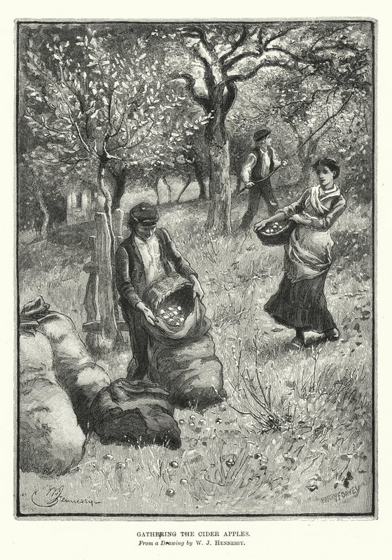 Zbieranie jabłek na cydr (litografia) autorstwa William John Hennessy