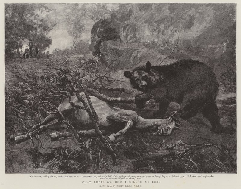 Co za szczęście! lub jak zabiłem mojego niedźwiedzia autorstwa William Strutt