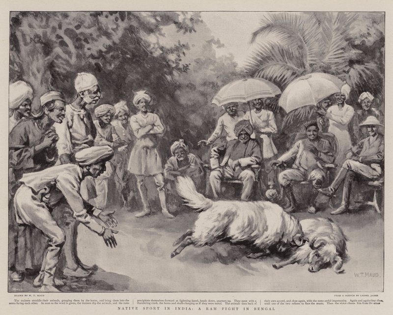 Rodzimy sport w Indiach, walka barana w Bengalu autorstwa William T. Maud