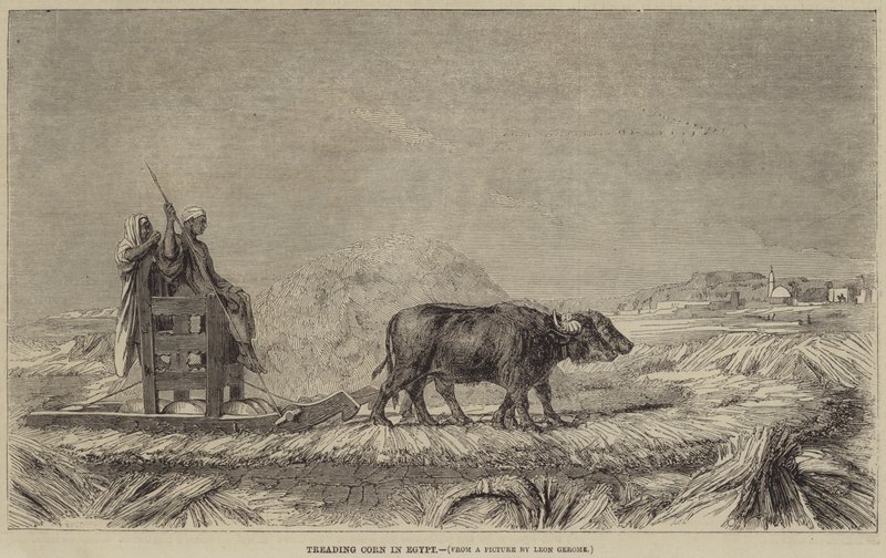 Kukurydza deptana w Egipcie autorstwa after Jean Leon Gerome