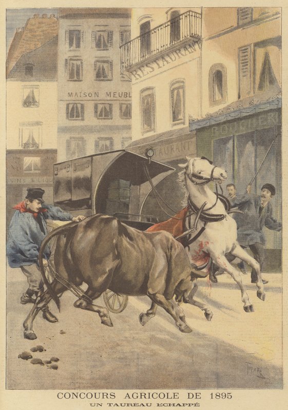 Wystawa rolnicza z 1895 r. Uciekł byk autorstwa after Oswaldo Tofani