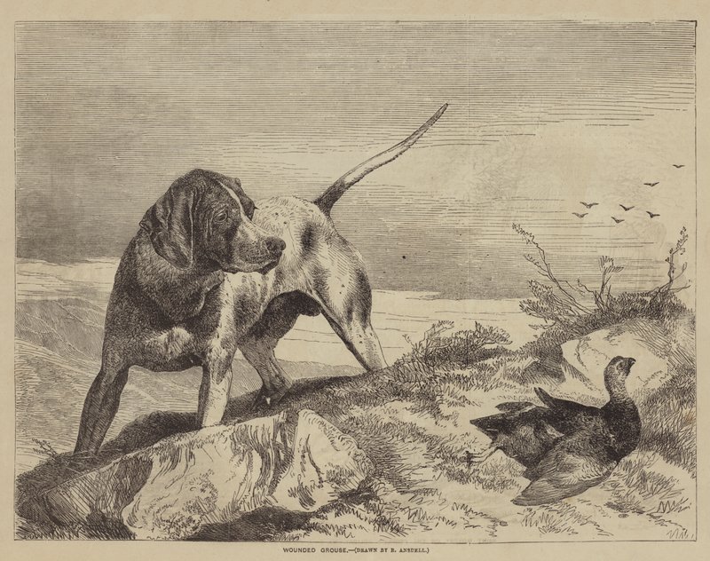 Ranny Cietrzew autorstwa after Richard Ansdell
