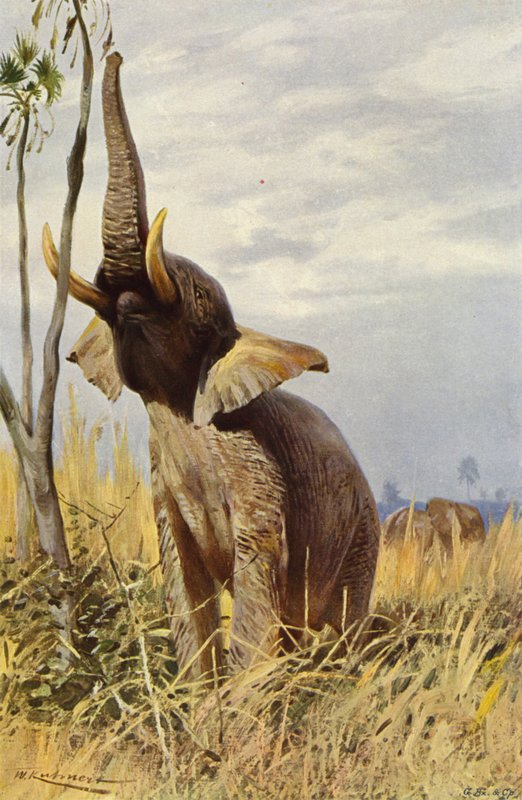 Słoń afrykański autorstwa after Wilhelm Kuhnert