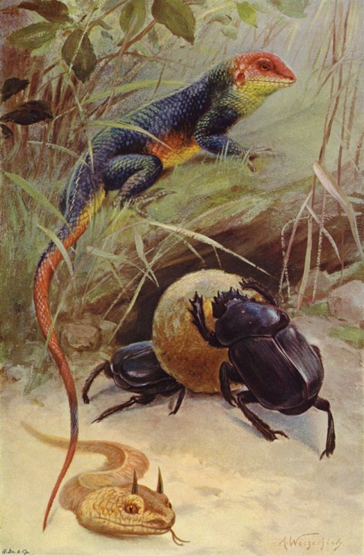 Agama, rogata żmija i święty żuk autorstwa after Wilhelm Kuhnert
