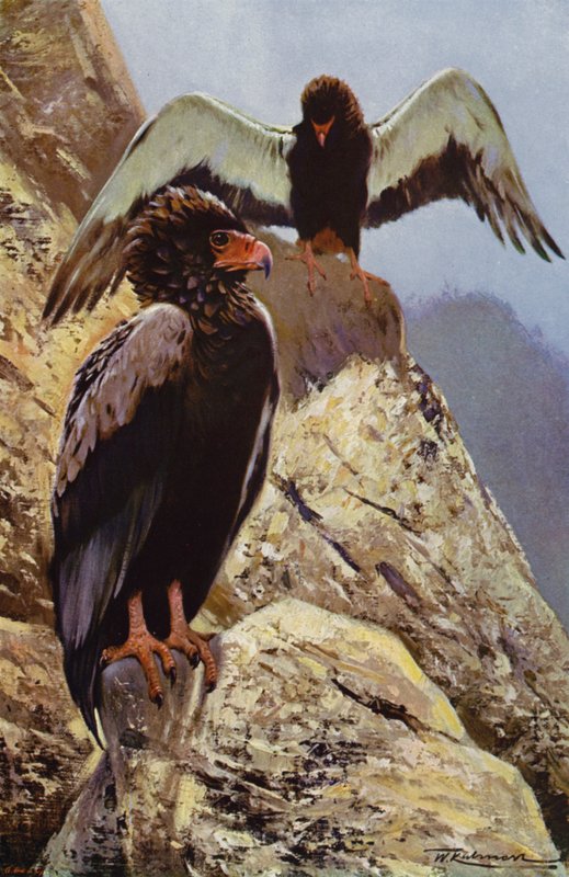 Bateleur Orzeł autorstwa after Wilhelm Kuhnert
