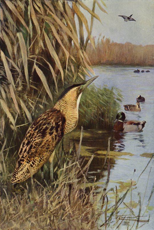 Bąk autorstwa after Wilhelm Kuhnert