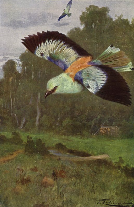 Niebieski wałek autorstwa after Wilhelm Kuhnert