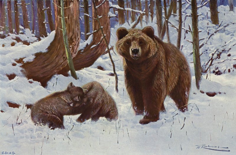 Brązowy niedźwiedź autorstwa after Wilhelm Kuhnert