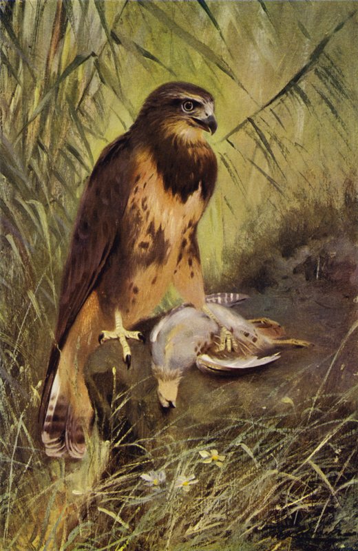 Myszołów autorstwa after Wilhelm Kuhnert