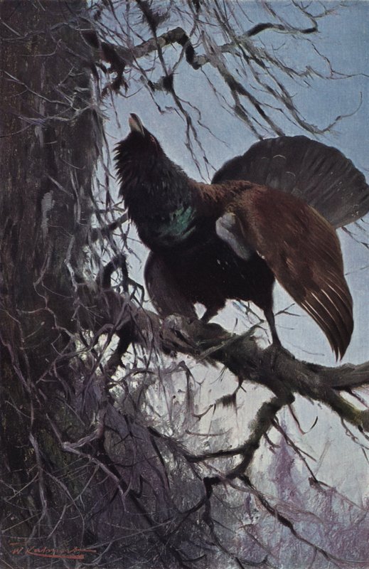 Głuszec autorstwa after Wilhelm Kuhnert