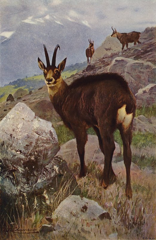 Giemza autorstwa after Wilhelm Kuhnert