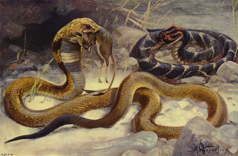 Kobra i Puff Adder autorstwa after Wilhelm Kuhnert