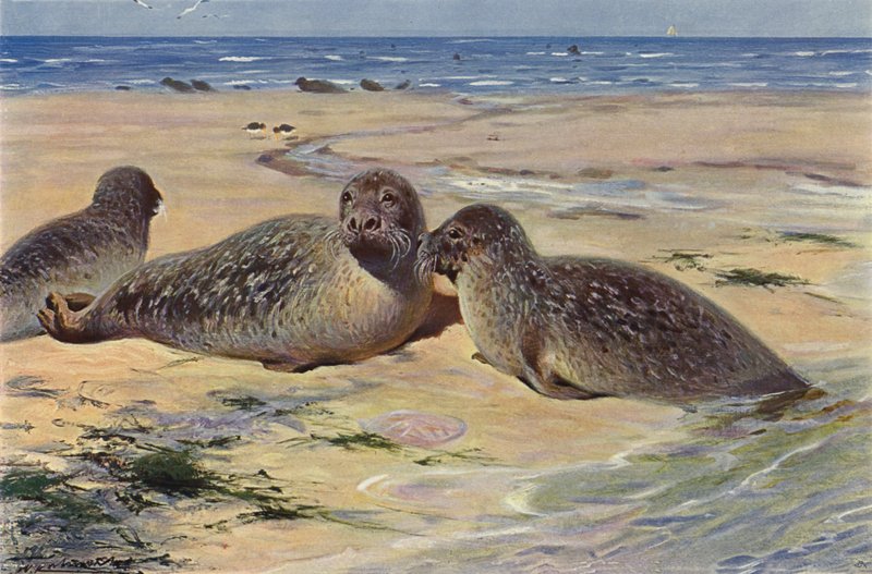 Foka pospolita autorstwa after Wilhelm Kuhnert