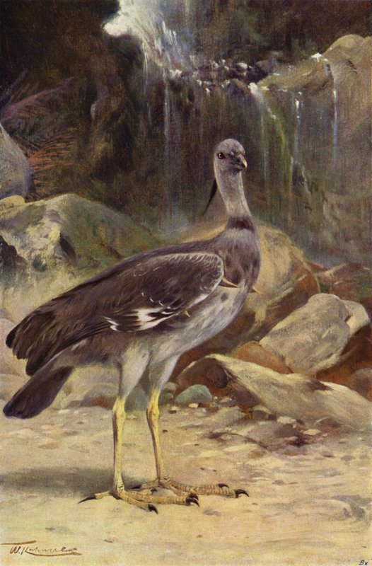 Crested Screamer autorstwa after Wilhelm Kuhnert