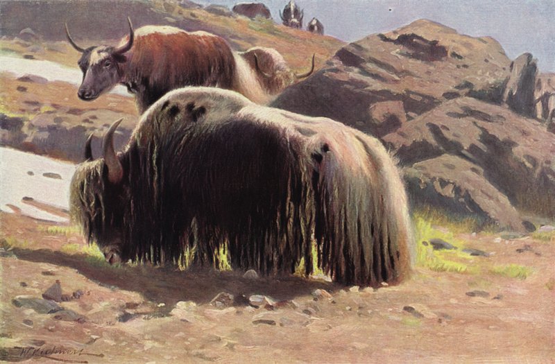 Udomowiony Jak autorstwa after Wilhelm Kuhnert