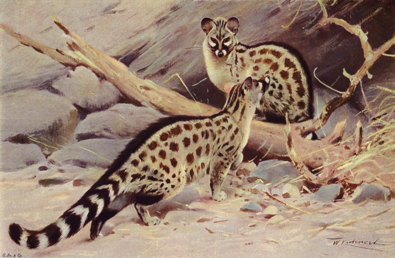 Dongola Genet autorstwa after Wilhelm Kuhnert