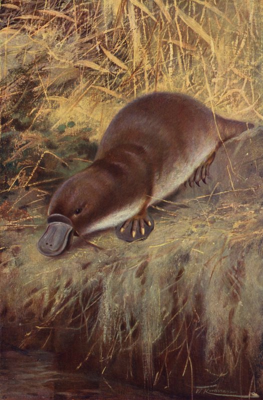 Dziobak autorstwa after Wilhelm Kuhnert