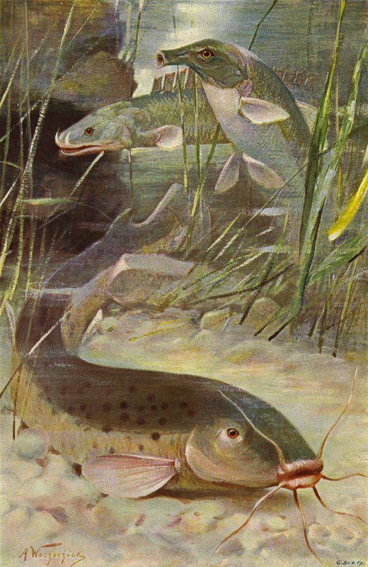 Sum elektryczny, Bichir, Trunkfish autorstwa after Wilhelm Kuhnert