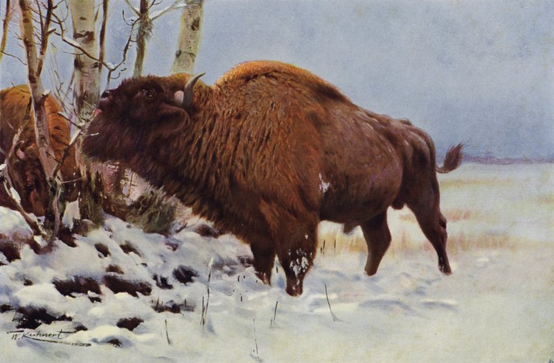 Żubr autorstwa after Wilhelm Kuhnert