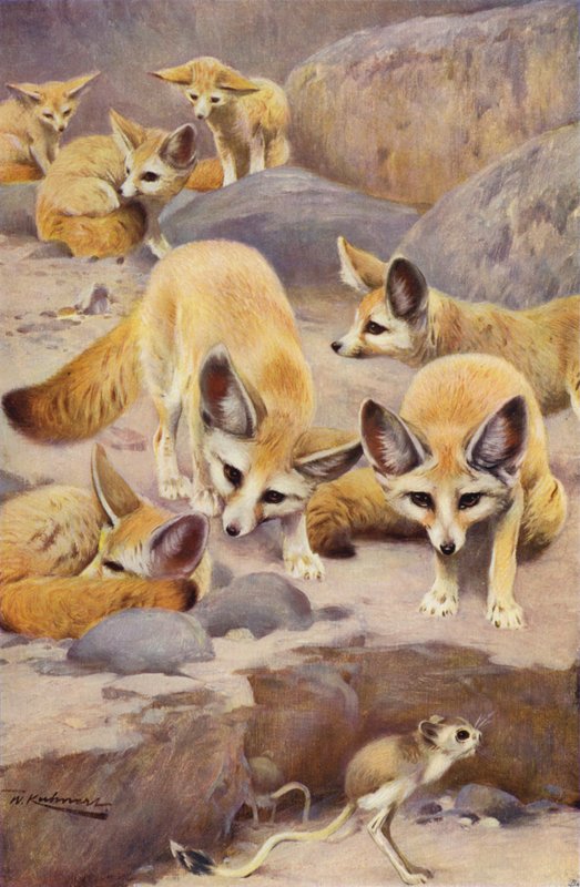 Fenek i Jerboa autorstwa after Wilhelm Kuhnert