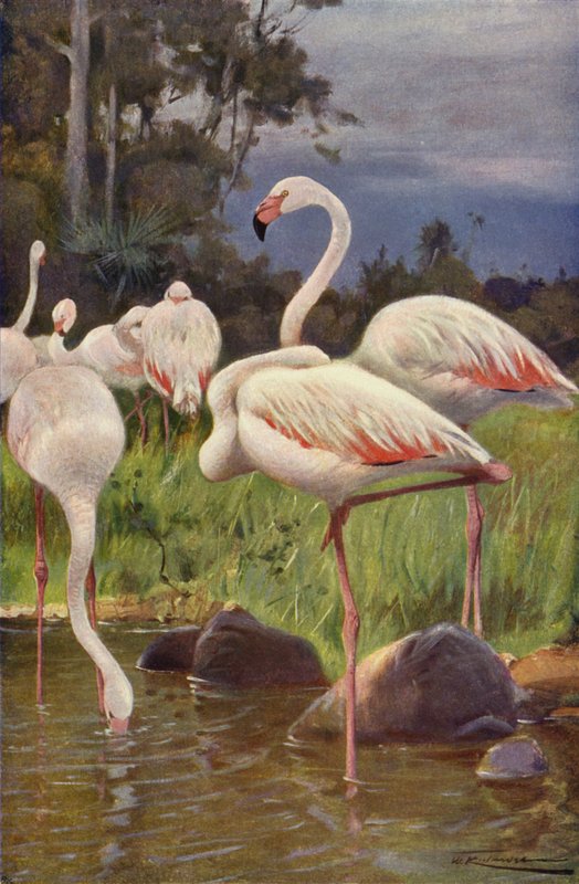 Flaming autorstwa after Wilhelm Kuhnert