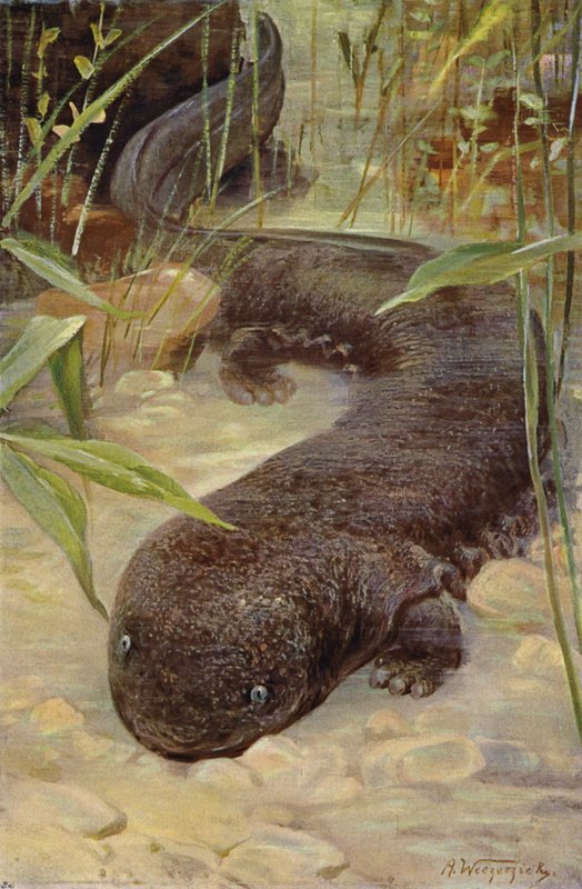 Salamandra olbrzymia autorstwa after Wilhelm Kuhnert