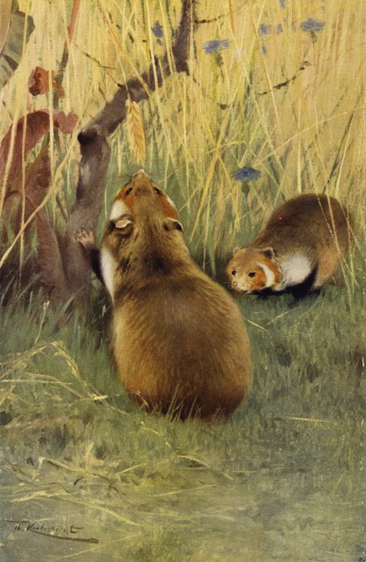 Chomik autorstwa after Wilhelm Kuhnert