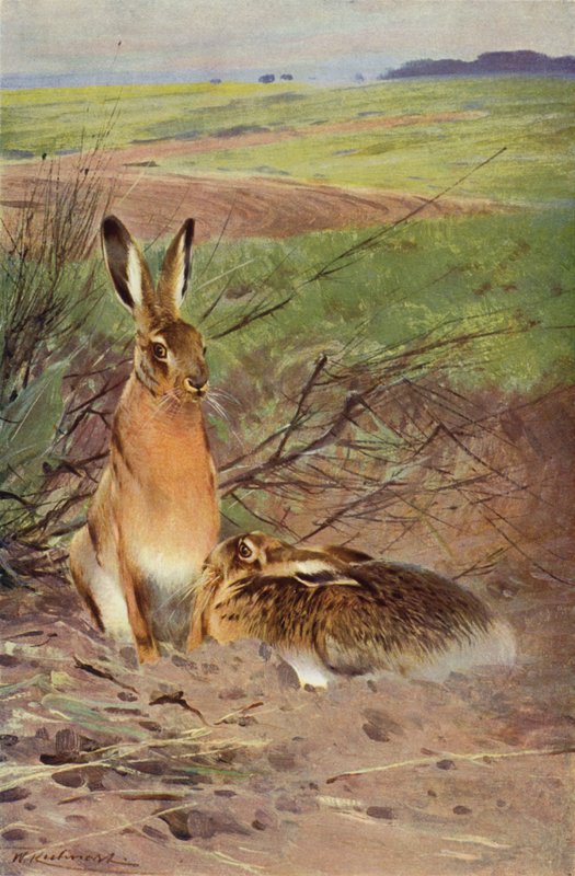 Zając autorstwa after Wilhelm Kuhnert
