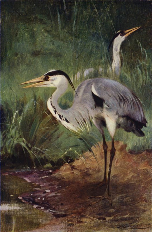Czapla autorstwa after Wilhelm Kuhnert