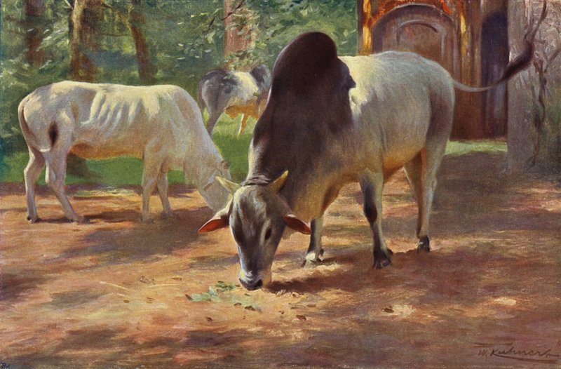 Bydło indyjskie garbate autorstwa after Wilhelm Kuhnert
