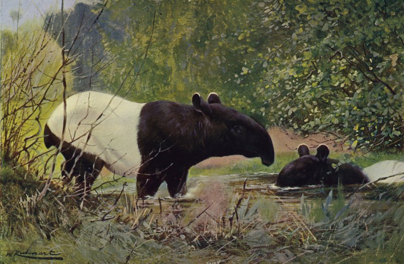 Tapir indyjski autorstwa after Wilhelm Kuhnert